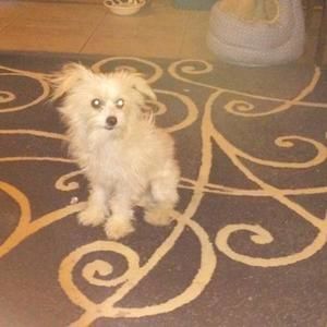 Meet your Posher, Barbara